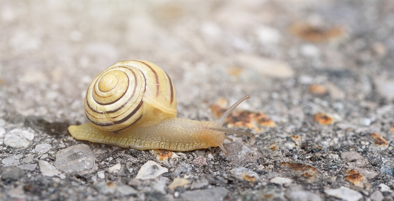 道 動物 近い fauna 写真