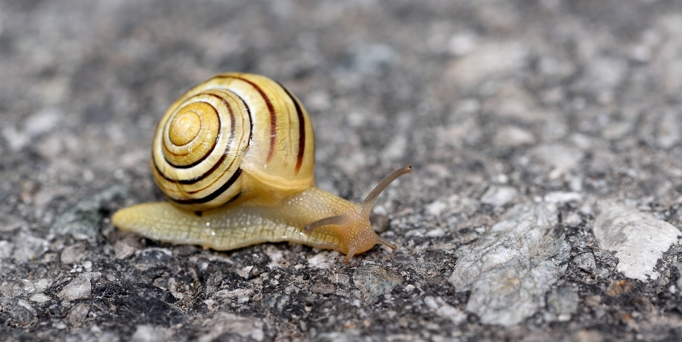 Camino animal cerca fauna