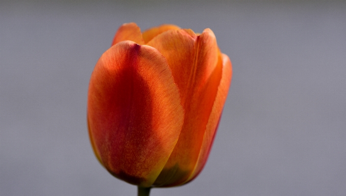 Blossom plant flower petal Photo