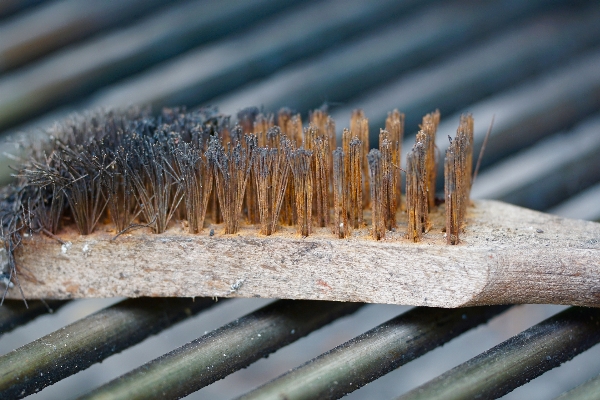 Wood brush insect metal Photo