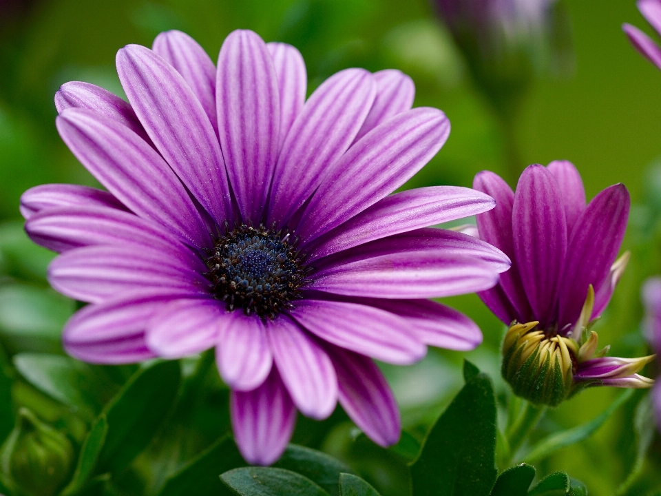 Naturaleza florecer planta flor