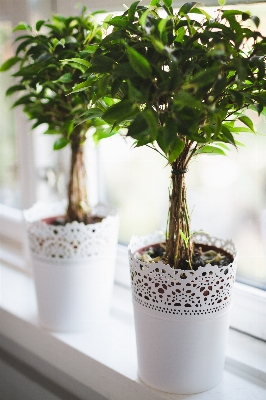 自然 ブランチ 成長 植物 写真