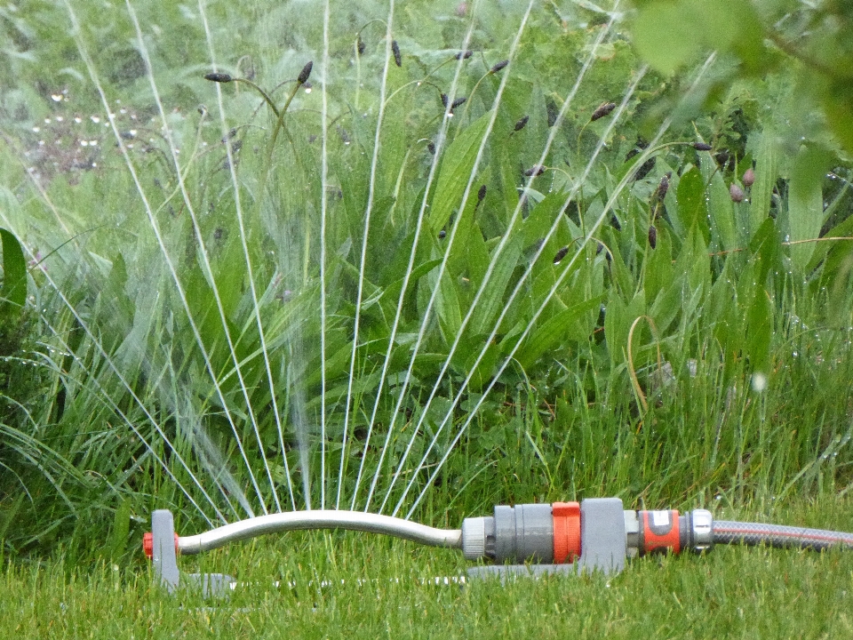 水 草 植物 场地