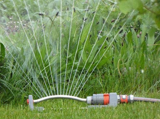 水 草 植物 分野 写真