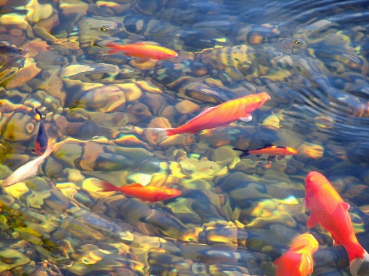 Water nature animal stone Photo