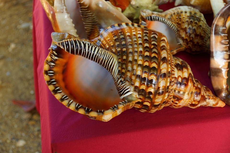 Food shell seashell jewellery