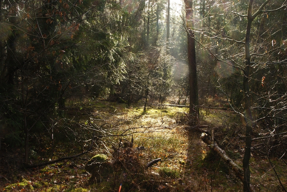 Tree nature forest swamp