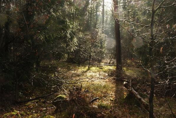 Tree nature forest swamp Photo