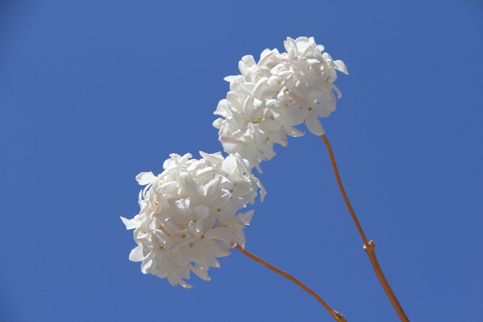 Natur zweig blüte wolke