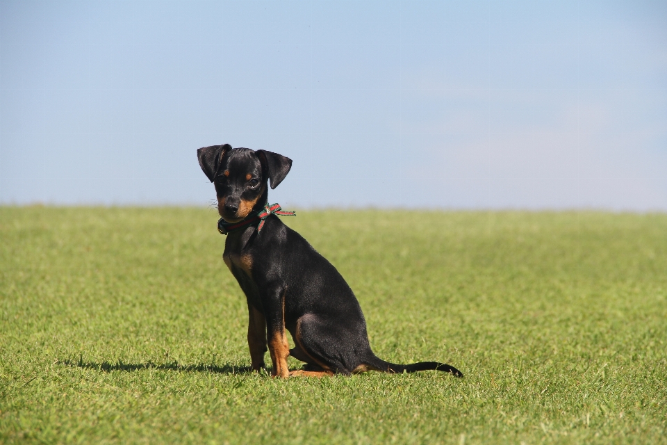 Köpek memeli minyatür
 omurgalı
