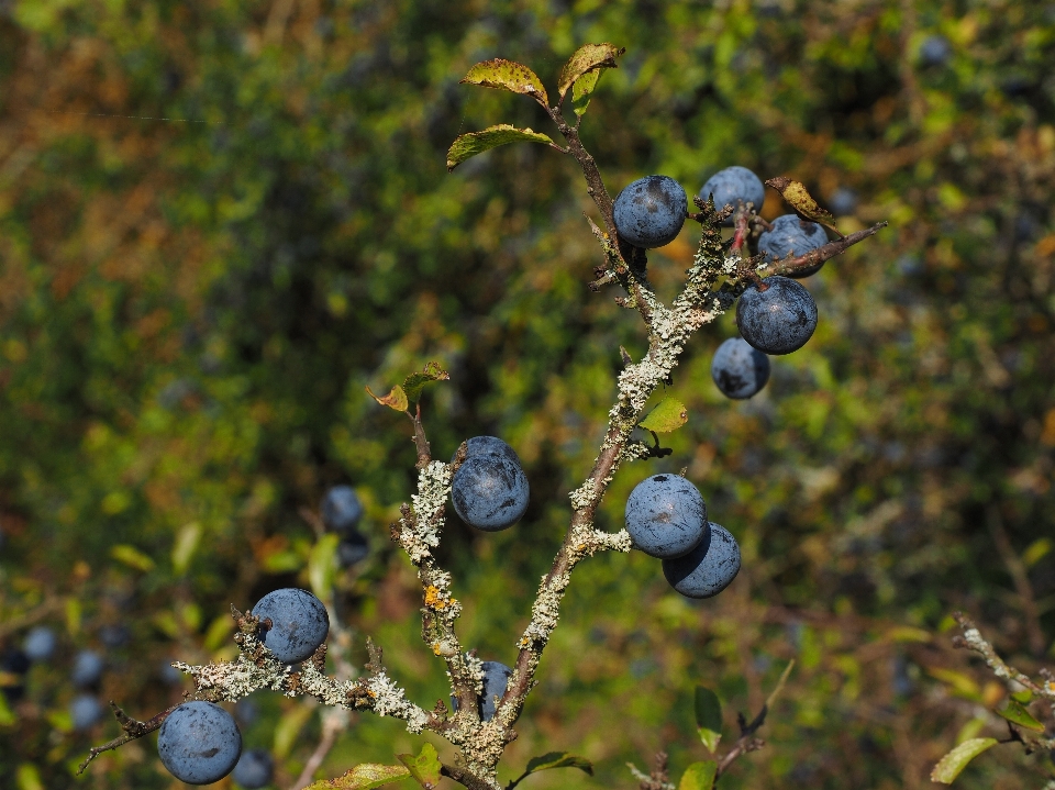 árvore filial plantar fruta