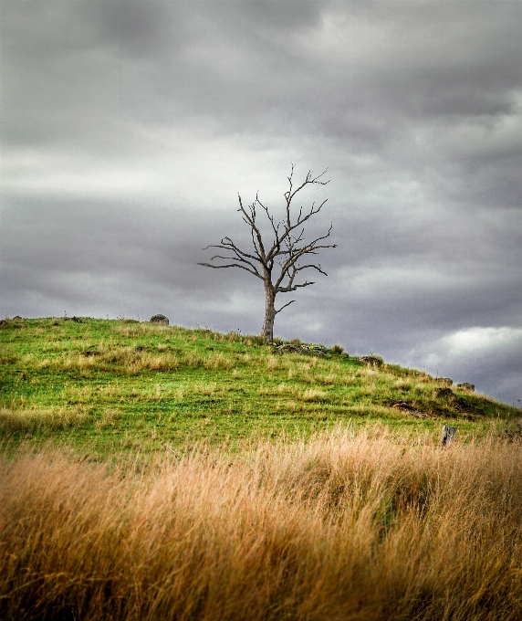 Landscape coast tree nature