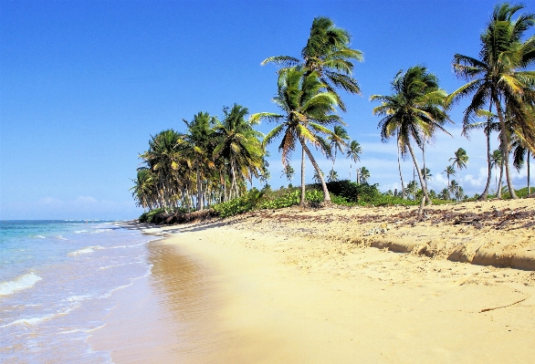 Beach sea coast tree Photo