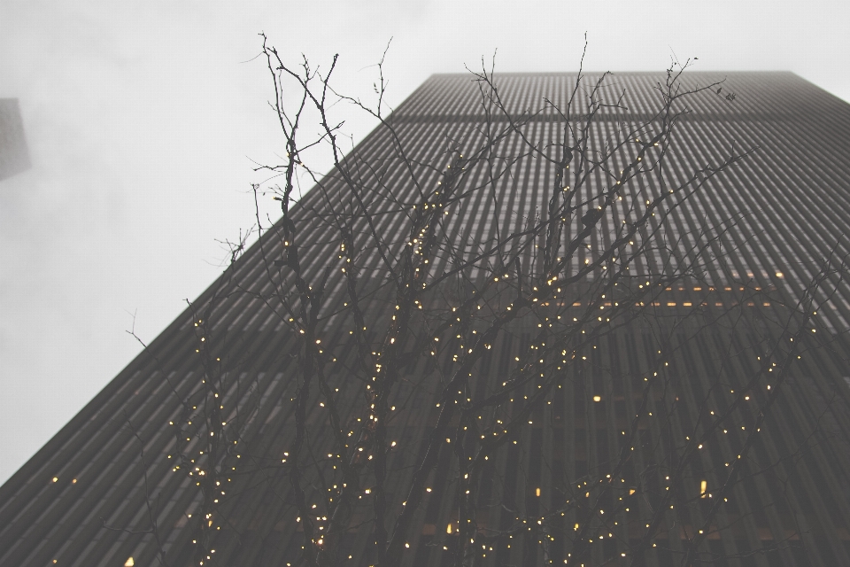 Baum die architektur struktur nebel