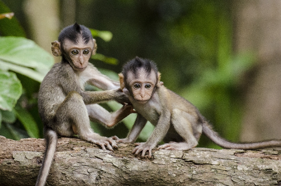 Natureza bonitinho animais selvagens pelagem