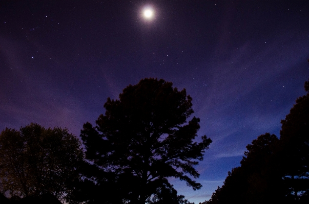 Nature forest cloud sky Photo