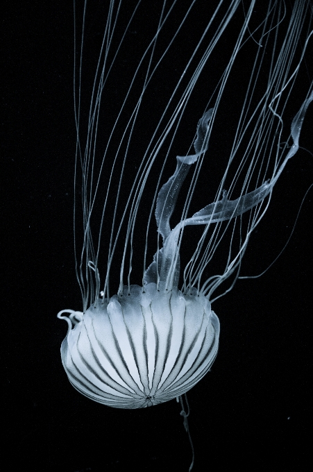 água natureza oceano asa