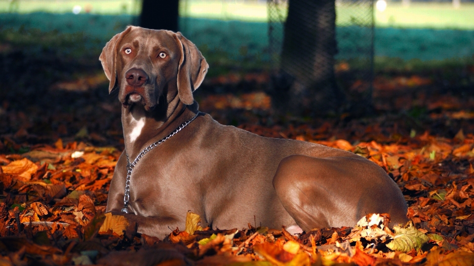 Fall dog autumn mammal