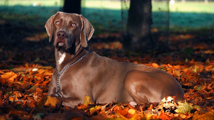 Fall dog autumn mammal Photo