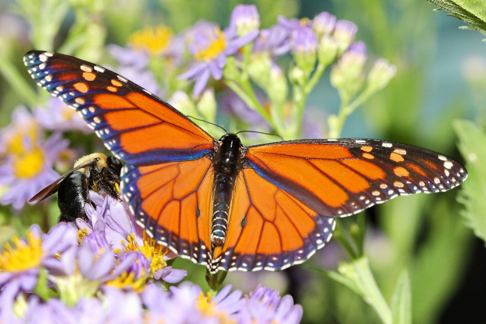 Natur blume fliege sommer