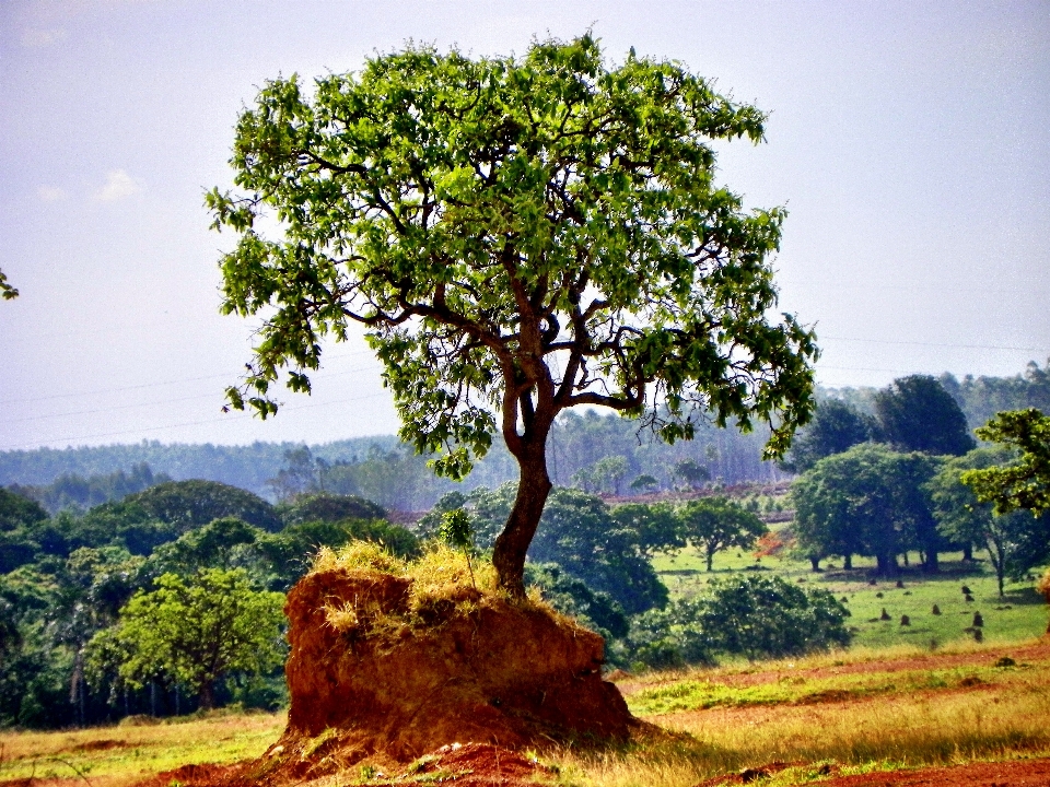 Paisaje árbol planta campo