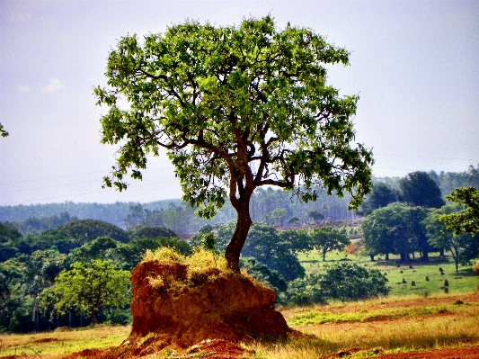 Foto Paisagem árvore plantar campo