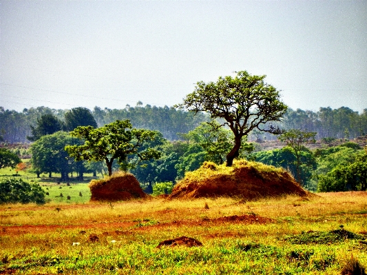 Photo Paysage arbre nature herbe