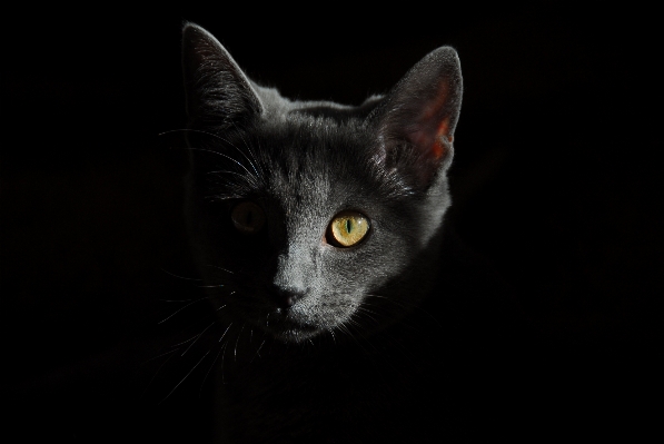 Foto Bianco e nero
 gatto mammifero buio
