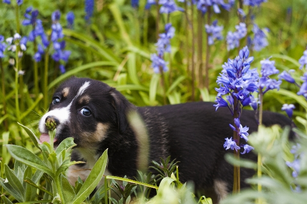 Photo Herbe fleur chiot chien