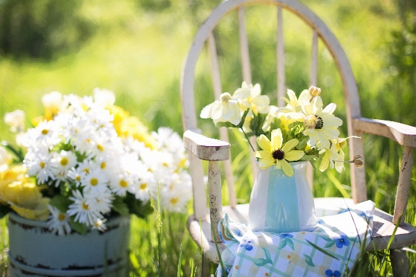 Blossom plant flower summer Photo