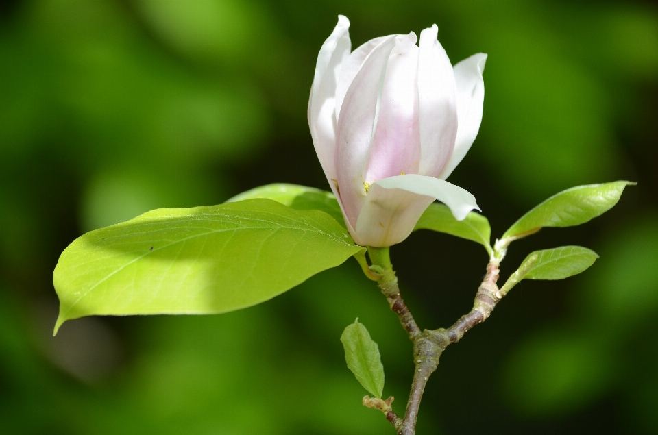 Natur zweig blüte anlage