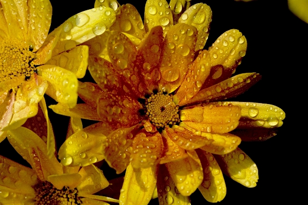 Nature blossom plant photography Photo