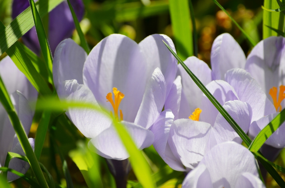 Blüte anlage sonne blume