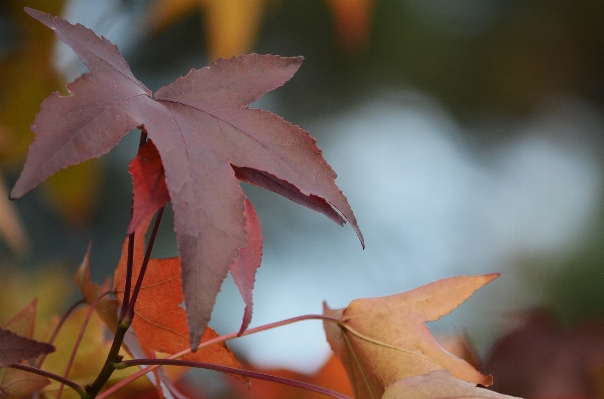 Tree nature branch plant Photo