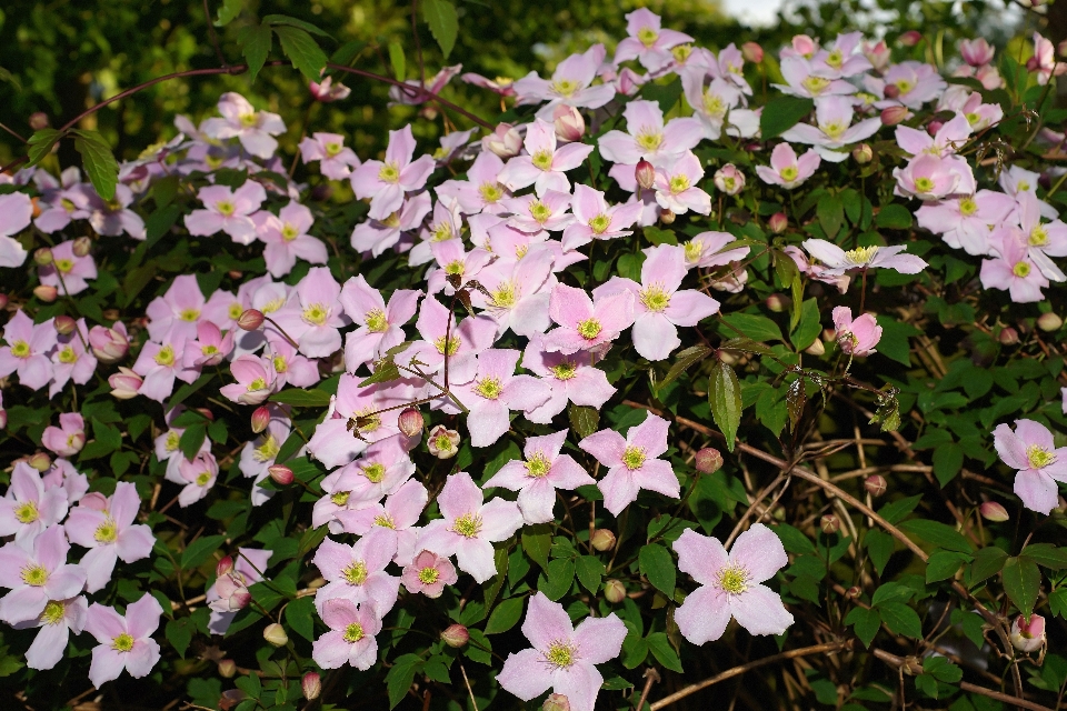 植物 花 盛开 植物学