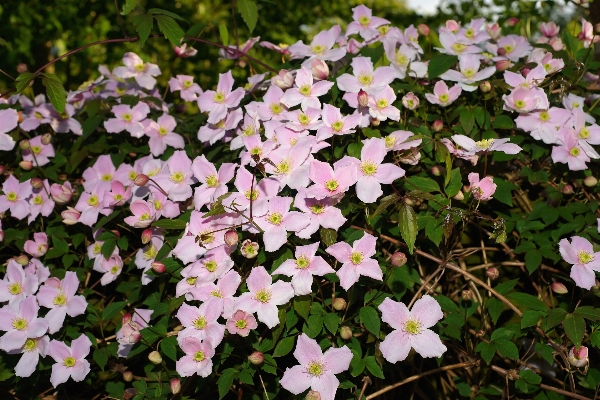 Plant flower bloom botany Photo