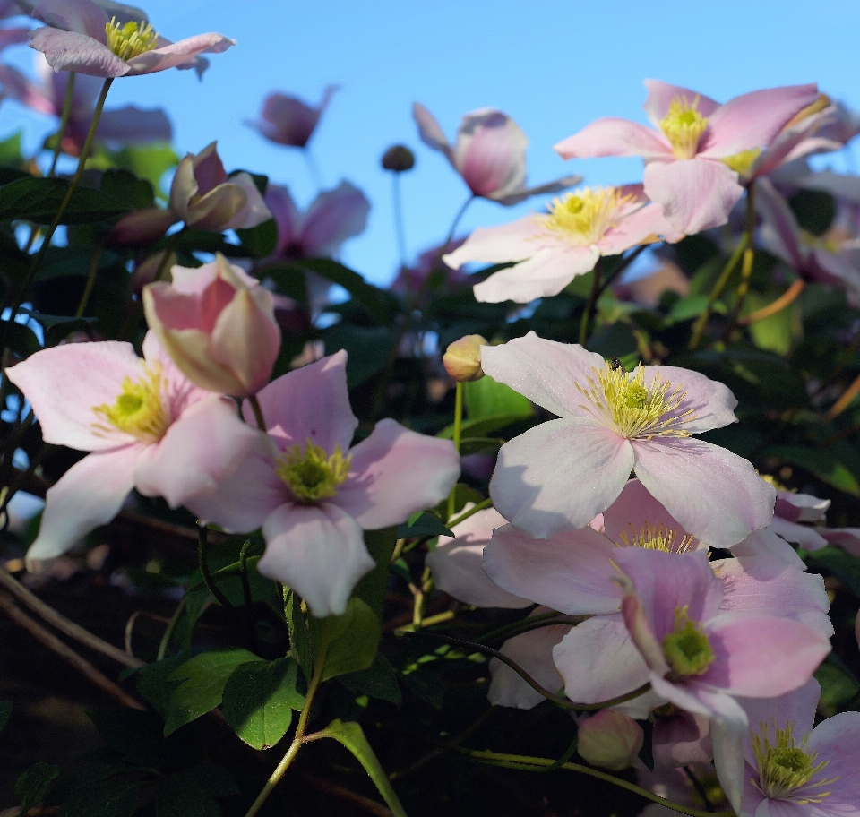 Florescer plantar flor pétala