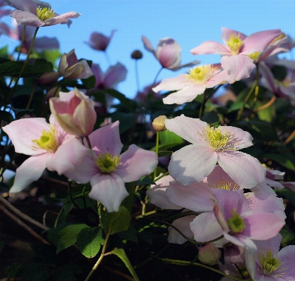 Blossom plant flower petal Photo