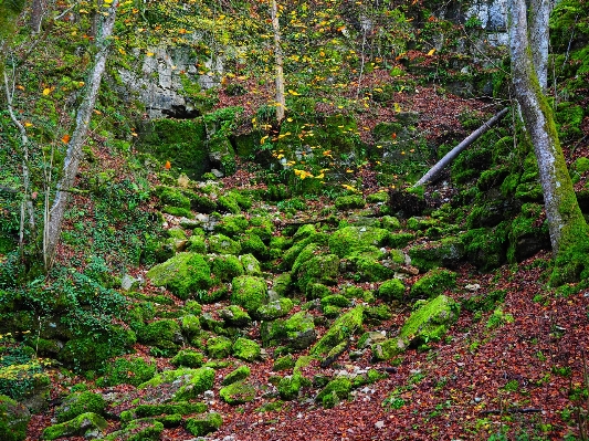 Tree forest wilderness plant Photo