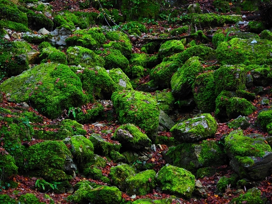 木 自然 森 rock 写真