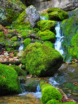 Baum wasser wald rock Foto