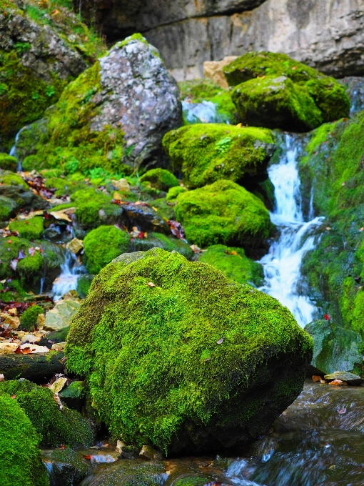 Tree forest rock waterfall