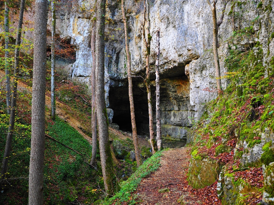 дерево природа лес rock