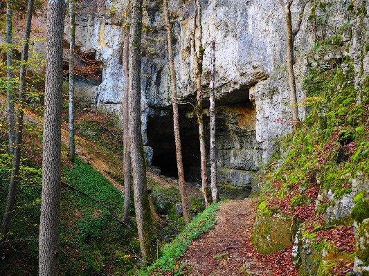 Baum natur wald rock Foto