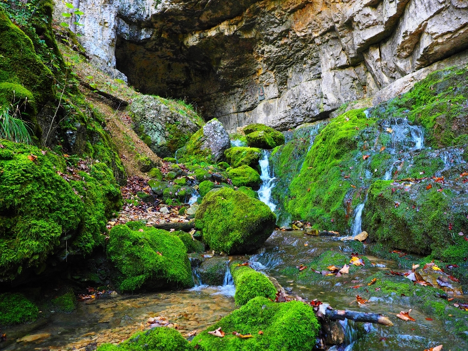 Arbre eau rock cascade