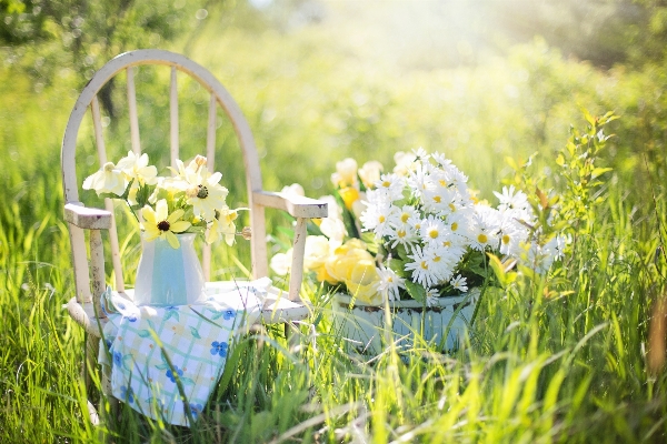 Nature grass blossom plant Photo