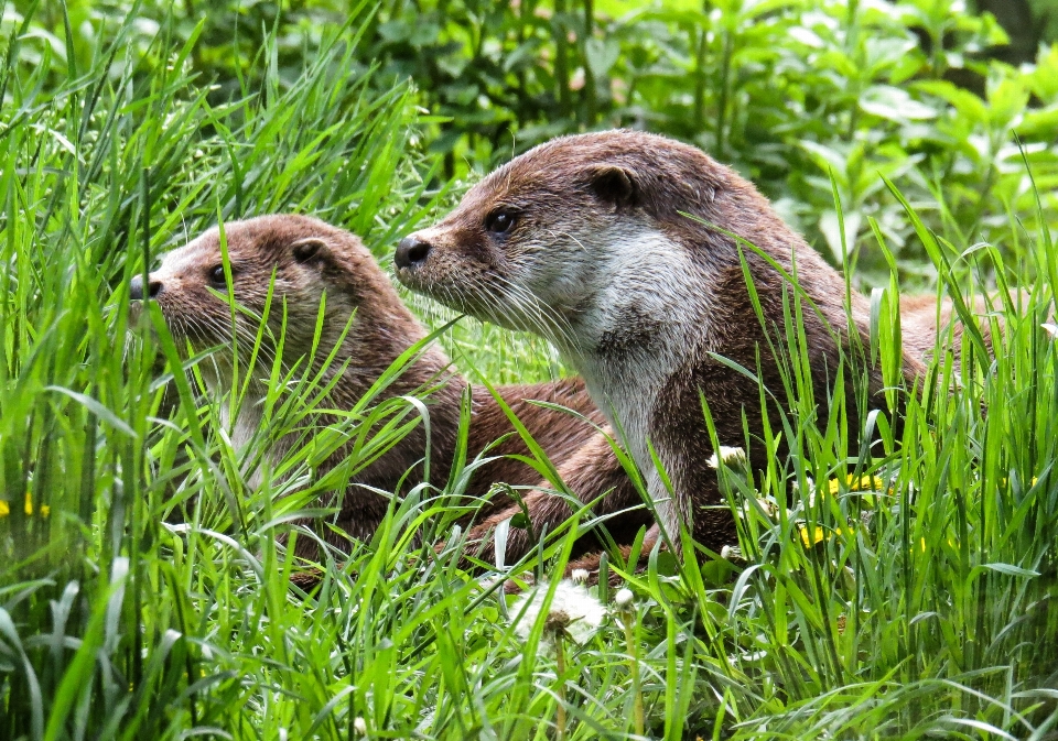 Water grass meadow wildlife