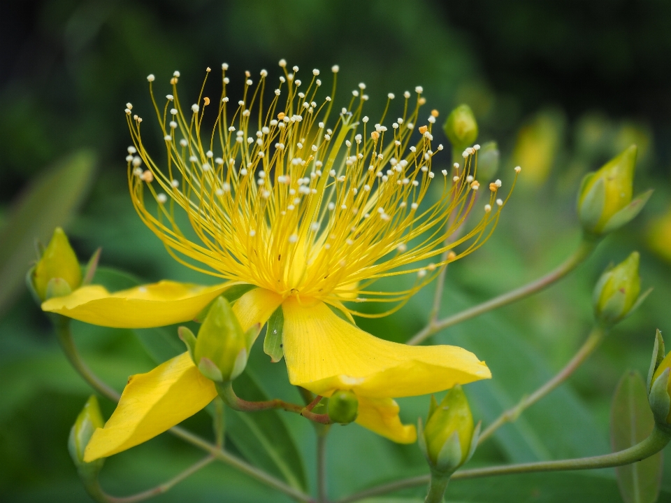 Nature blossom plant photography