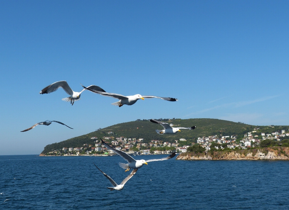 Sea bird wing wind