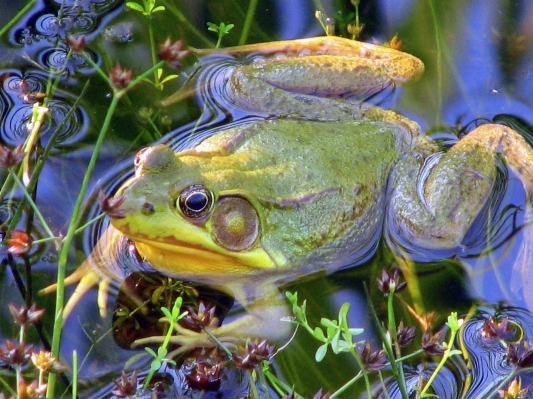 Water nature plant lake Photo